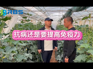 大棚黃瓜抗病還是要提高免疫力，云南元謀縣農(nóng)戶(hù)使用感言