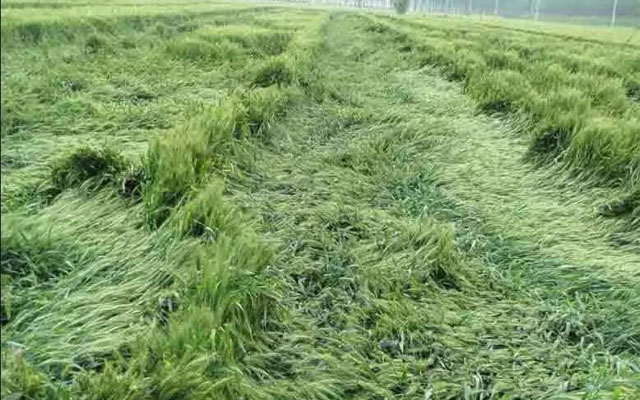 如何預(yù)防小麥后期倒伏？