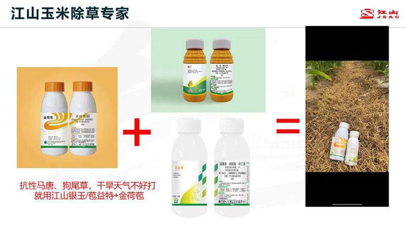 天氣干旱 玉米田超好用的除草劑方案推薦！除草干凈，不傷苗！