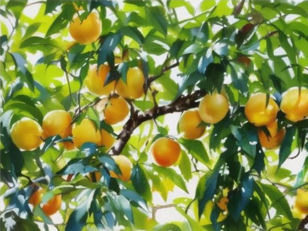 高溫天氣果樹(shù)如何安全度夏？