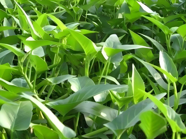 空心菜白銹病的防治技術
